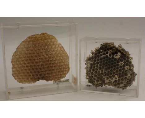 Natural History - Entomology - a pair of museum didactic models, showing the comparative comb structures of the bee and the w