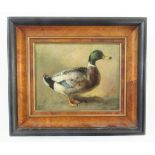 Arthur James Stark (1831-1902)  Oil on board Duck, unsigned but labelled verso, 13cm x 17cm From the