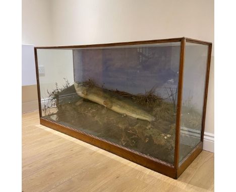 Large taxidermy pike on riverbank scene. Case 4'6" long. Pike 3'9" long.  Structurally weak and in need of TLC.