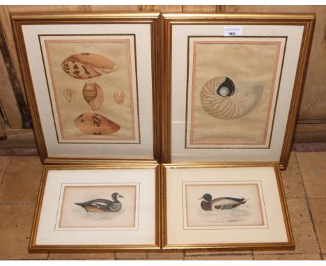 Hand coloured engraving to include two wild duck pictures and two seashell pictures, largest 42cm H, 33cm W 
