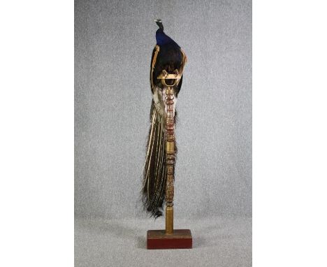 Taxidermy. A stuffed Indian Peacock (Pavo cristatus), male adult,  on a high carved perch with mirrored tile detailing. H.197