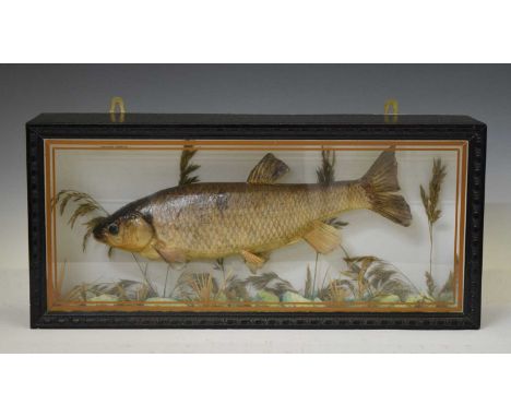 Taxidermy - Preserved Chub (Squalius cephalus), in ebonised case with single glass panel, 61cm x 28cm high