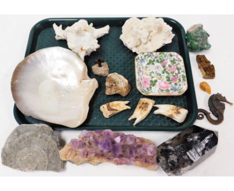 A group of fossils and shells, to include a fossilized seahorse, rough cut amethyst, oyster shell, etc. (1 tray)