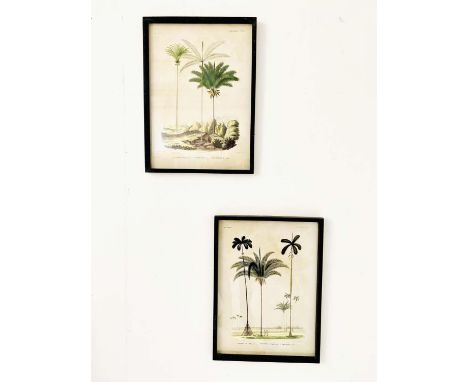 BOTANICAL PALM TREE PRINTS, a set of 2, framed and glazed 56cm x 41cm. 