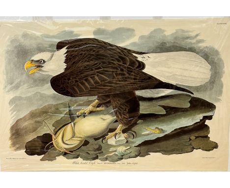 After J J Audabon FRS FLS, White Headed Eagle Falco Leucocephalus, printed by R Havell, print, mounted, (67cm x 100cm)