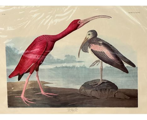 After J J Audubon FRS FLS, Scarlet Ibis Rubra, engraved and printed after R Habell, 1834, print number 80, in mount, (67cm x 