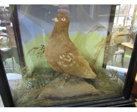 TAXIDERMY, vintage cabinet cased display of Brown Pigeon, 13" height 