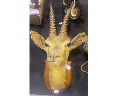 Taxidermy Antelope head mounted on shield by Murray Bros awarded at Bombyx Exhibitions 1904-05. P&amp;P Group 2 (£18+VAT for 