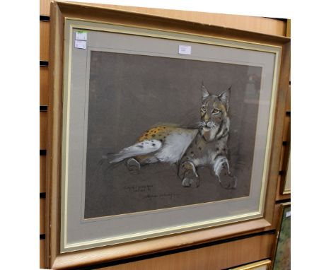 Pollyanna Pickering, 'Study of a young Lynx', sketch and heightened with pastels on a grey paper ground, signed lower centre 