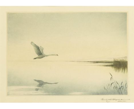                     OLSZEWSKI,             Karl Ewald(1884 - 1965)    Fliegender SchwanFarbradierung. Bleisitftsignatur, beze