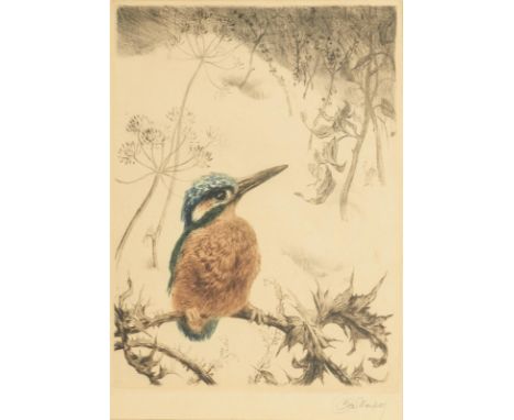                     MEYER-EBERHARDT,             Kurt(1895 - 1977)    EisvogelFarbradierung. Bleistiftsignatur. 27 x 20 cm. G