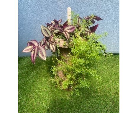 Houseplant planter. Not available for in-house P&amp;P, contact Paul O'Hea at Mailboxes on 01925 659133 