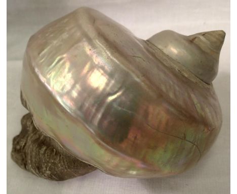 Large mother of pearl spival sea shell, L: 10 cm. P&amp;P Group 1 (£14+VAT for the first lot and £1+VAT for subsequent lots) 