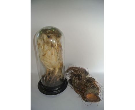 An antique taxidermy barn owl housed within a glass dome together with a supporting section of antique taxidermy groundwork w
