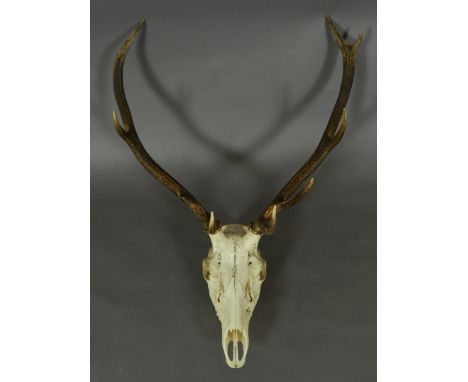 A taxidermy study of the skull of a stag. H: 99cm