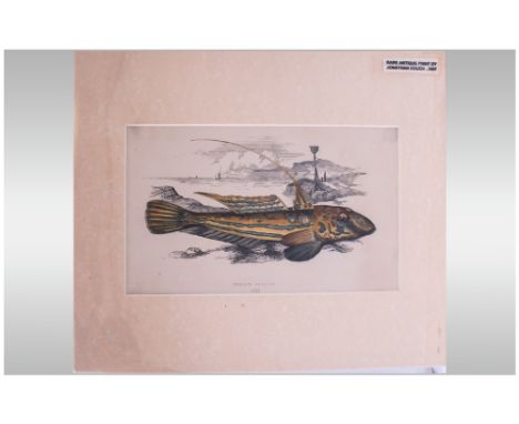 Album Of Interesting Vintage Prints & Other Ephemera. 