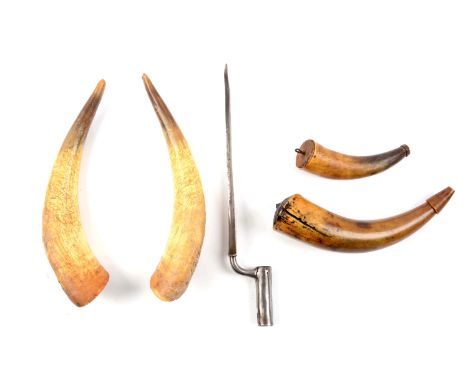 Lot comprised of two 19th century or earlier bull horns that have not yet been cut for spouts, finished, or engrave, each mea