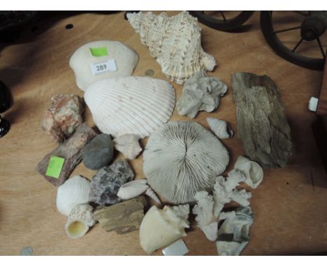 A selection of natural history items including sea shells and rocks and minerals