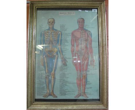 'Anatomy Series IV', skeleton and musculature, coloured print, framed and glazed, 68 x 48cm approx.(B.P. 24% incl. VAT)