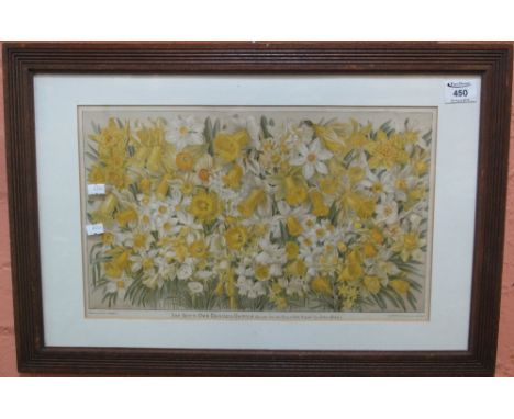 After John Allen, 'The Boys' Own Daffodil Garden', coloured print from 'The Boys' Own' paper.  26 x 42cm approx.  Framed and 