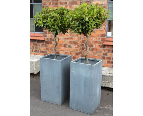 A pair of bay trees, each of dwarf lollipop form with spiral trunks, each in a decorative grey planter, the trees approximate