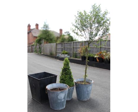 A topiary ilex or euonymus type cone, 94cm high, planted in a 'Heritage' bucket style planter, 47cm high, with two larger 'He