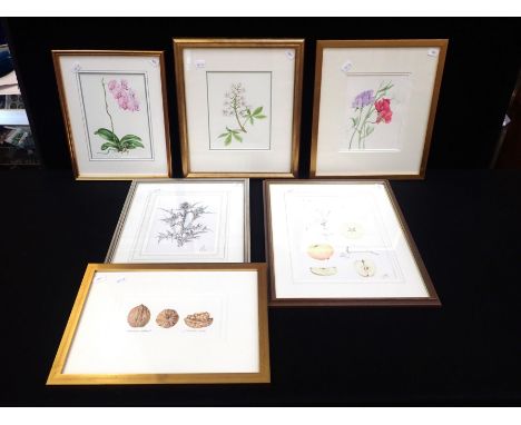A COLLECTION OF BOTANICAL DRAWINGS AND PAINTINGSvarious subjects and artists