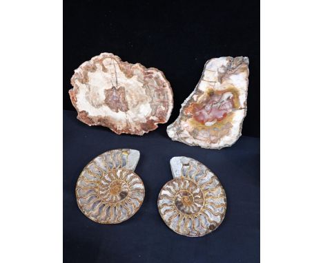 A PAIR OF POLISHED AMMONITE FOSSIL SECTIONS20cm wide, and two polished fossilised wood sections (4)