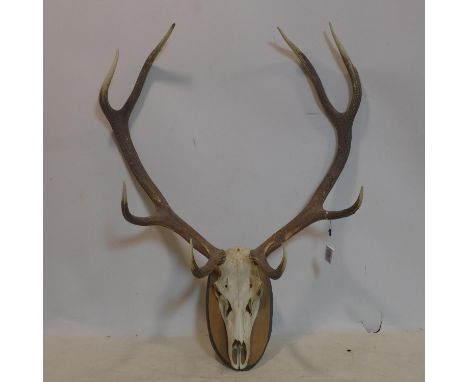 A large deer skull and antlers mounted to oak plaque 