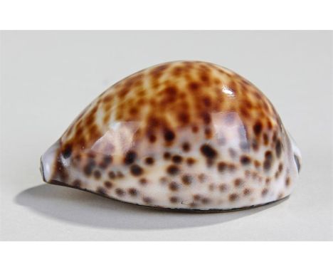 Cowries shell snuff box, with a brass lid depicting a Jockey on horse back, 7cm long