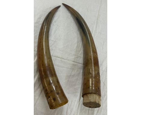 Pair of vintage horns approximate length 19 inches 