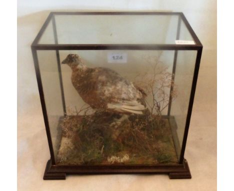 Vintage Taxidermy: A cased grouse bird on a naturalistic base. The case 14'' high