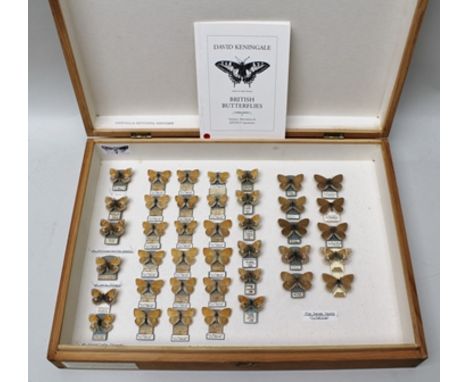 THE SMALL HEATH (C.pamphilus), N.C. PILLEAU Coll. South Downs, West Sussex, 1920's, with British Museum accession data 1966-4