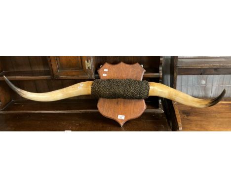 Vintage longhorn steer horn mounted on a shield shaped wooden plaque.  (B.P. 21% + VAT) 