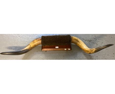 Pair of vintage Bull's horns on mahogany wooden plaque.  (B.P. 21% + VAT) 