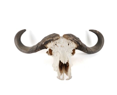 ANTLERS / HORNS: A CAPE BUFFALO SKULL (SYNCERUS CAFFER CAFFER)20th Century  90cm wide overall