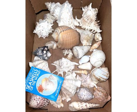 A selection of large shells, conch shells etc 