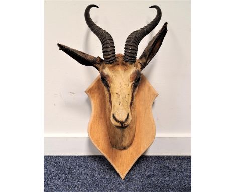 TAXIDERMY GAZELLE HEADmounted on a light oak shield 