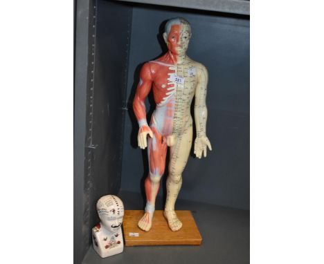 A full body Anatomy acupuncture male figure standing on an oak base, h58cm, sold together with a ceramic phrenology bust (AF)