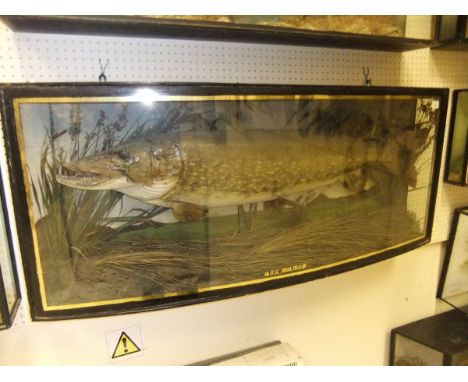 A stuffed and mounted Pike, in naturalistic setting, within a bow fronted three sided glazed display case, inscribed "H.G. 18