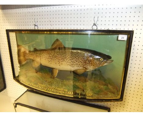 A stuffed and mounted Thames Trout, in naturalistic setting, within a bow fronted three sided glazed display case, inscribed 