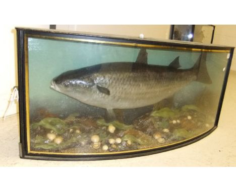 A stuffed and mounted Grey Mullet, in naturalistic setting, within a bow fronted glazed display case, inscribed to back "Grey