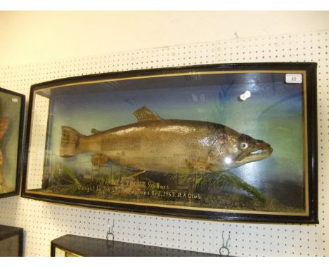 A stuffed and mounted Thames Trout, in naturalistic setting, within a bow fronted three sided glazed display case, inscribed 