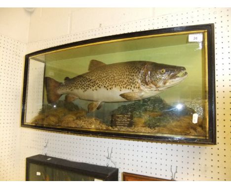 A stuffed and mounted Thames Trout, in naturalistic setting, within a bow fronted three sided glazed display case, bears labe