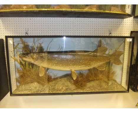A stuffed and mounted Pike, in naturalistic setting, within a three sided glazed display case CONDITION REPORTS Pike is stuff