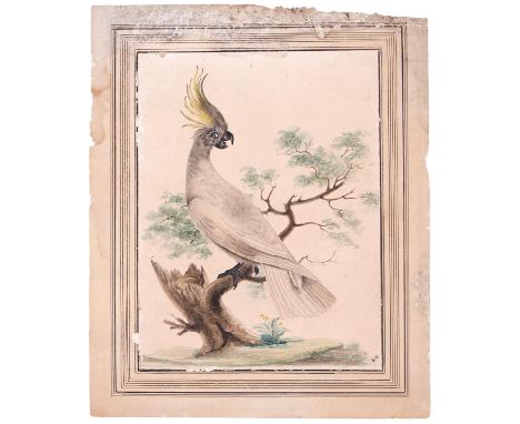 G. B. (early 19th c) after Sarah Stone - The Crested Cockatoo of New South Wales; The Superb Warblers of New South Wales, a p
