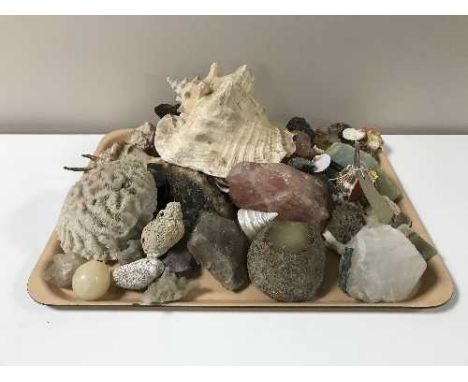 A tray containing a quantity of assorted rock samples and shells