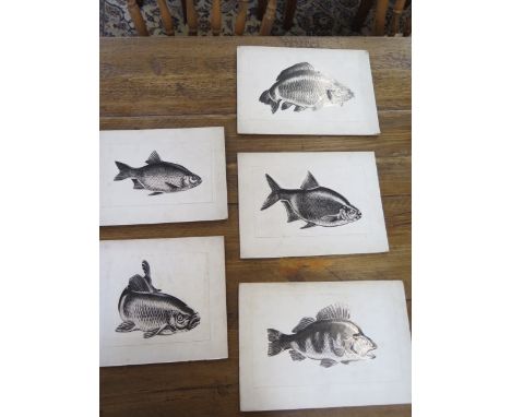 Five Reg cooke mounted illustrations of fish, Rudd, Chub, Perch, Bream and CARP, Cooke was an Angling illustrator/artist, his