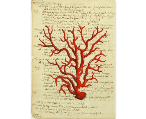 Italian School Hand Colored Engraving Of Red Coral On 18th Century Manuscript. Visible date of 1768. Toning from age, nicely 