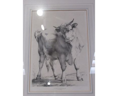 A 19th Century etching of a bull published by Ackermann &amp; Co, framed and glazed, 49cm x 33cm